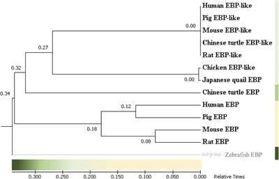 Evolution, Expression Profile, Regulatory Mechanism, and Functional Verification of EBP-Like Gene in Cholesterol Biosynthetic Process in Chickens (Gallus Gallus)